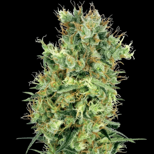 White Label - Cali Orange Bud regular