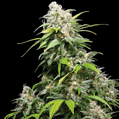 Sensi Seeds - California Indica regular