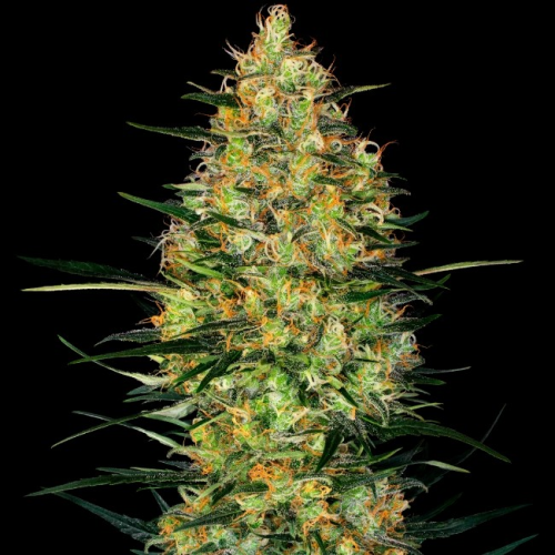 Sensi Seeds Research - Caramellow Kush Automatic