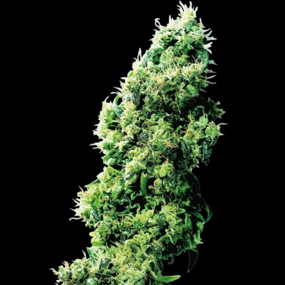 Sensi Seeds - Four Way regular