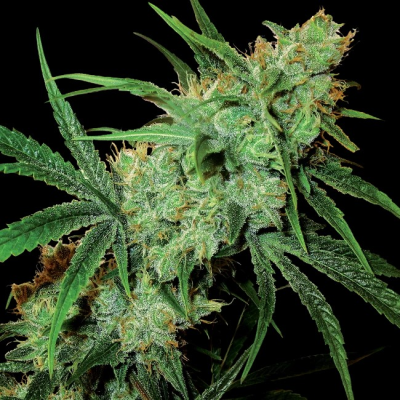 Sensi Seeds - Fruity Juice regular