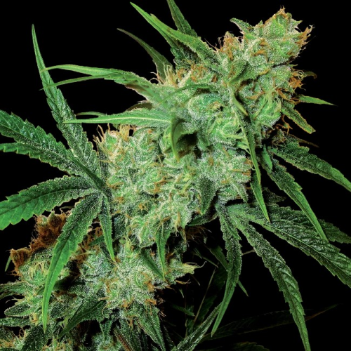 Sensi Seeds - Fruity Juice regular
