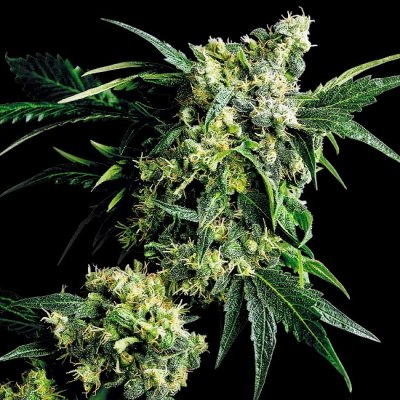 Sensi Seeds - G13 x Hash Plant regular