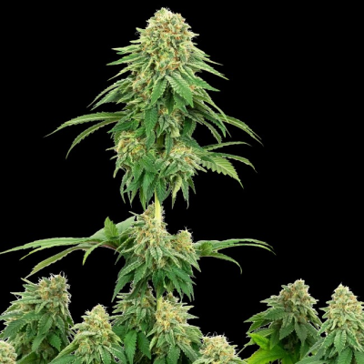 White Label - Girl Scout Cookies