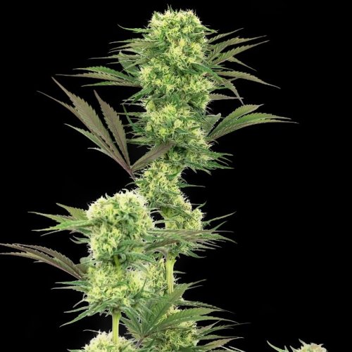 White Label - Guava Jelly