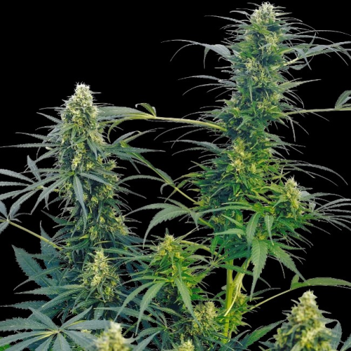 Sensi Seeds - Guerrilla´s Gusto regular