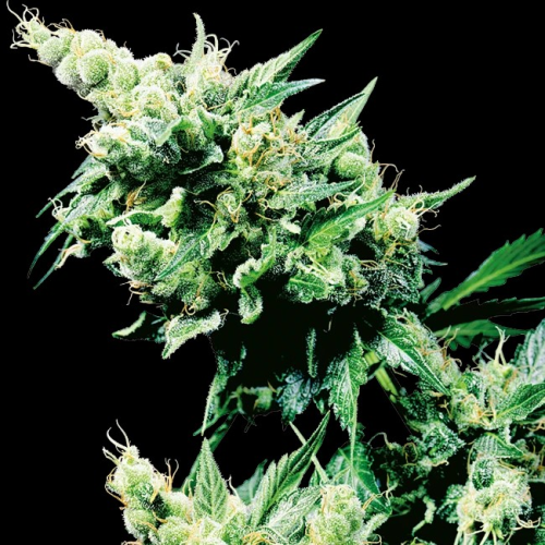 Sensi Seeds - Hash Plant regular