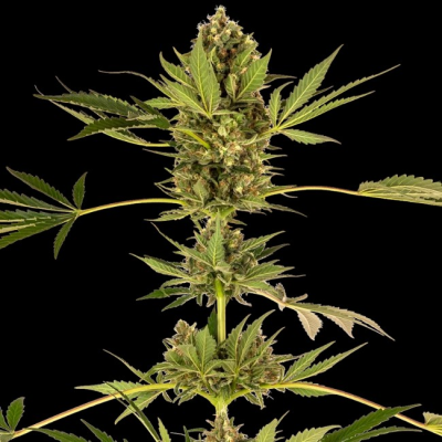 Sensi Seeds - Himalayan CBD