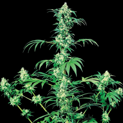 Sensi Seeds - Early Girl regular