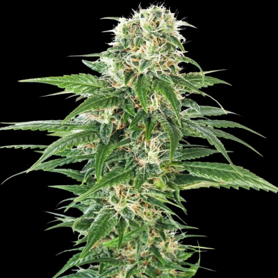 Sensi Seeds - Early Skunk Automatic