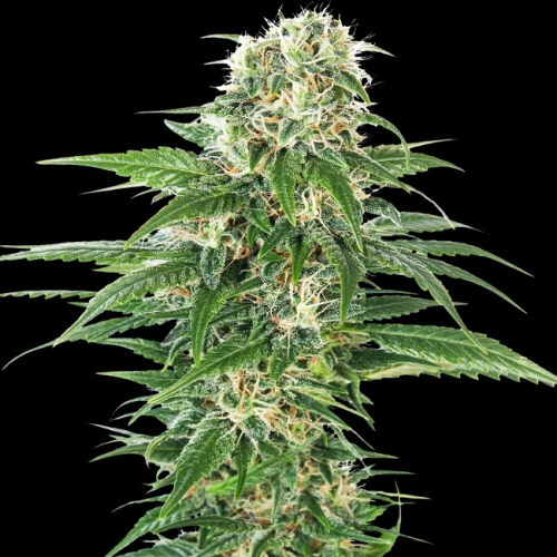 Sensi Seeds - Early Skunk Automatic