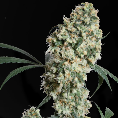 Sensi Seeds - Ed Rosenthal Super Bud regular