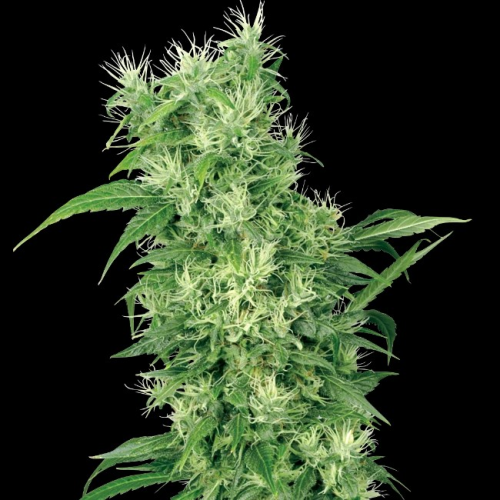 White Label - Female Mix