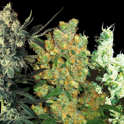 Sensi Seeds - Feminizovaný Mix