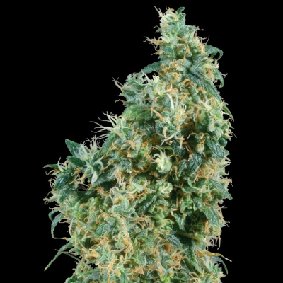 Sensi Seeds - First Lady regular