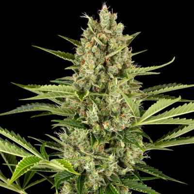 Sensi Seeds - Jack Herer Automatic