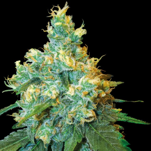 Sensi Seeds - Jack Herer