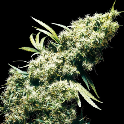 Sensi Seeds - Jamaican Pearl regular