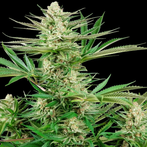 Sensi Seeds Research - Malibu OG Gold