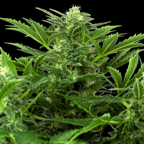 Sensi Seeds Research - Mandarin Punch Automatic