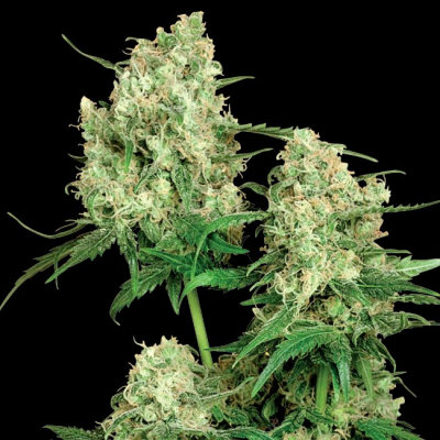 Sensi Seeds - Maple Leaf Indica regular