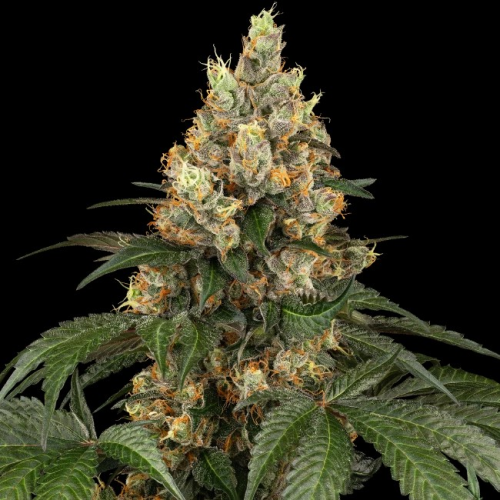 Sensi Seeds - Chocolate Rainbow XXL