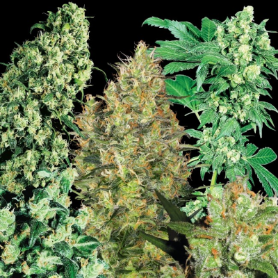 Sensi Seeds - Indoor Mix regular