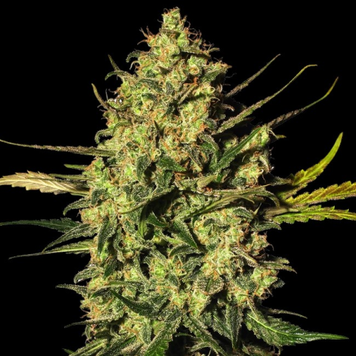 White Label - Master Kush Automatic