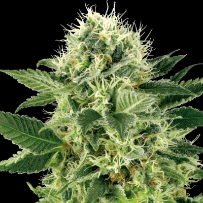 White Label - Northern Lights