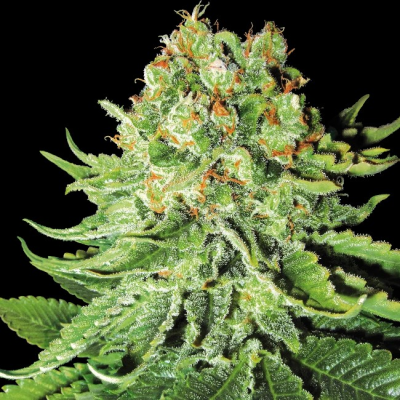 White Label - Northern Lights Automatic