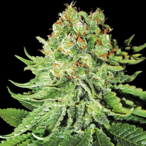 White Label - Northern Lights Automatic