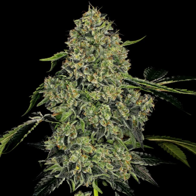 White Label - OG Kush Automatic