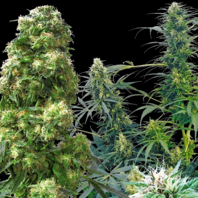 Sensi Seeds - Outdoor Mix regular