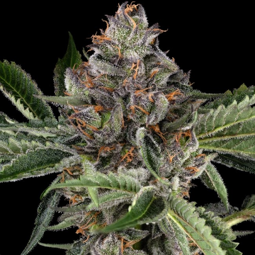 Sensi Seeds - Papaya Jealousy