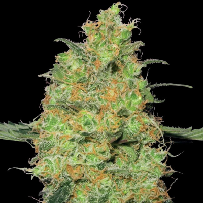 White Label - Master Kush