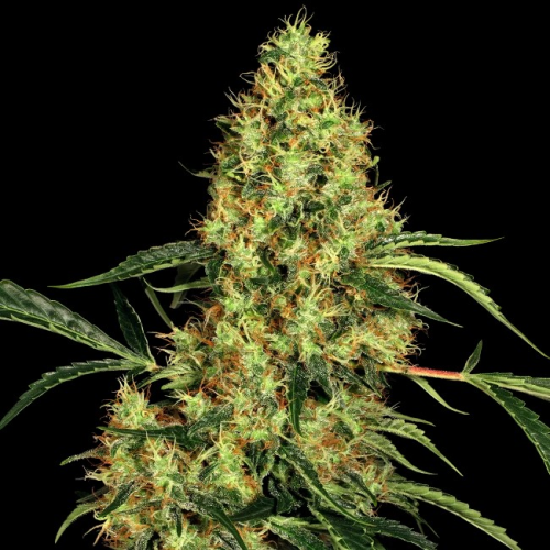 Sensi Seeds - Mexican Sativa regular