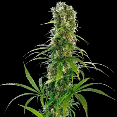 Sensi Seeds - Michka regular