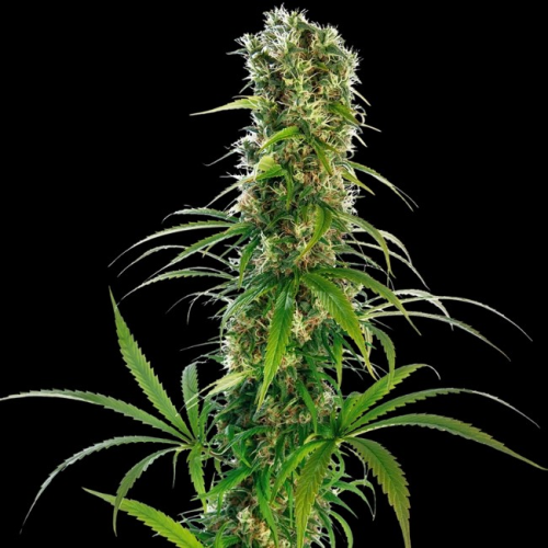 Sensi Seeds - Michka