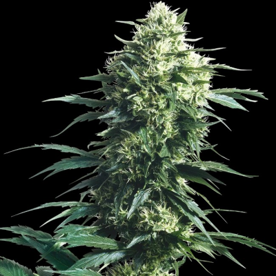 Sensi Seeds - Mother´s Finest regular
