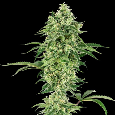 White Label - Nicole Hindu Kush