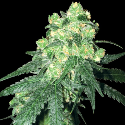 White Label - Rhino regular