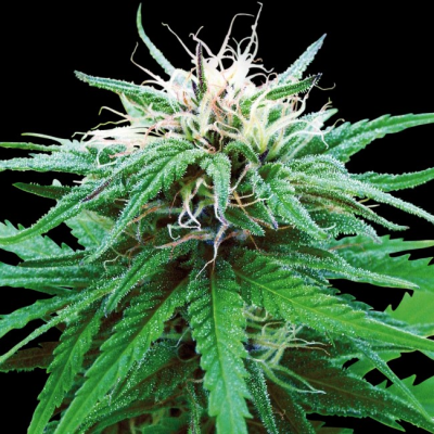 Sensi Seeds - Ruderalis Indica regular