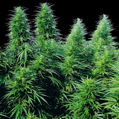 Sensi Seeds - Ruderalis Skunk regular