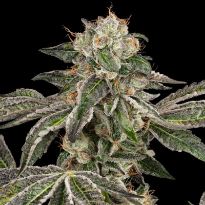 White Label - Runtz Auto