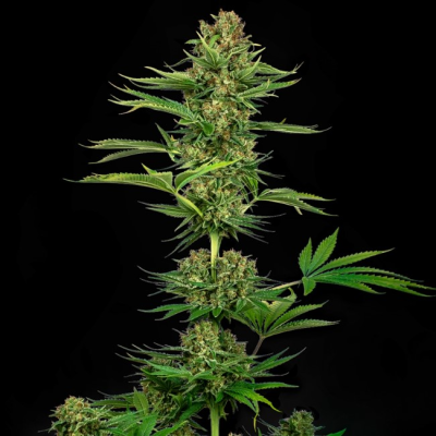Sensi Seeds - Satin Black Domina CBD