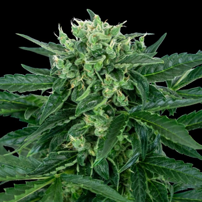 Sensi Seeds - Sensi Amnesia Automatic