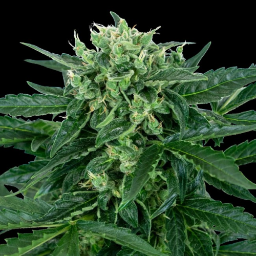 Sensi Seeds - Sensi Amnesia Automatic