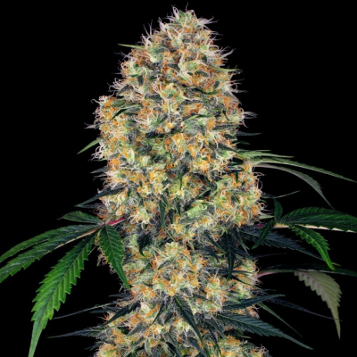 Sensi Seeds - Sensi Amnesia XXL Automatic