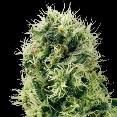 White Label - Pure Power Plant