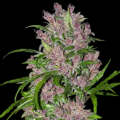 White Label - Purple Bud Automatic